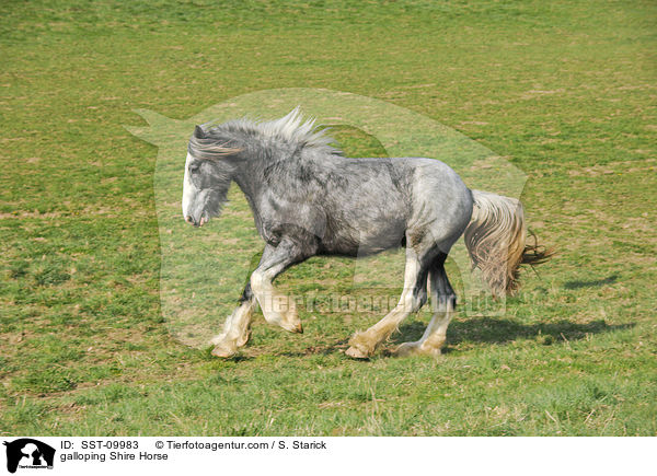 galoppierendes Shire Horse / galloping Shire Horse / SST-09983