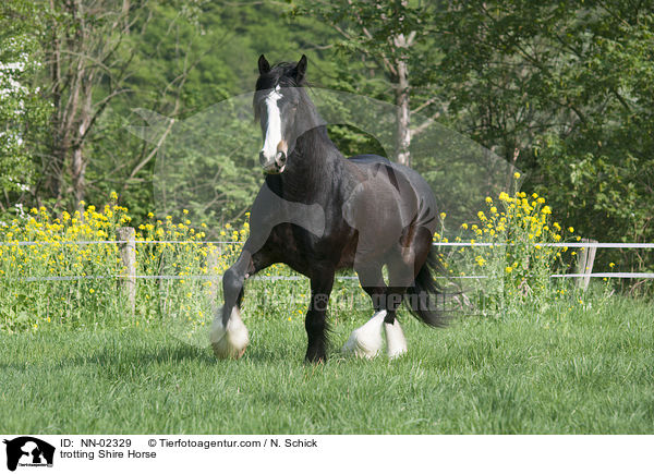 trabendes Shire Horse / trotting Shire Horse / NN-02329