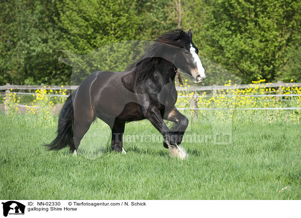 galoppierendes Shire Horse / galloping Shire Horse / NN-02330