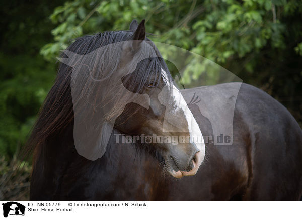 Shire Horse Portrait / Shire Horse Portrait / NN-05779