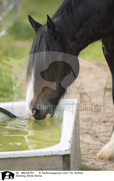 drinking Shire Horse / NN-05791