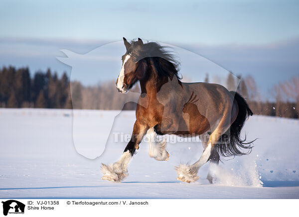 Shire Horse / Shire Horse / VJ-01358