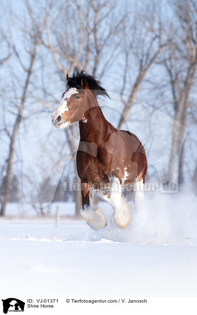 Shire Horse / Shire Horse / VJ-01371