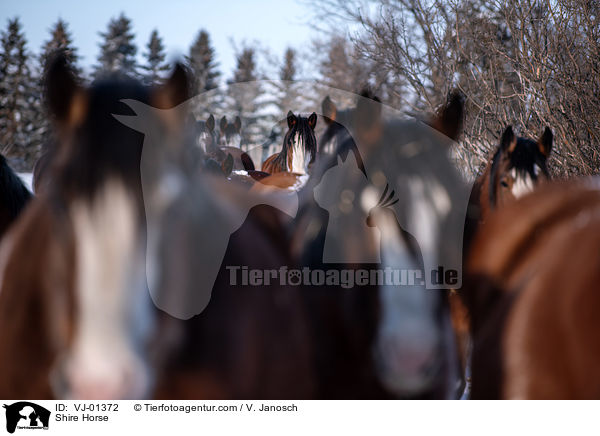 Shire Horse / Shire Horse / VJ-01372