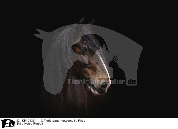 Shire Horse Portrait / Shire Horse Portrait / KFI-01354