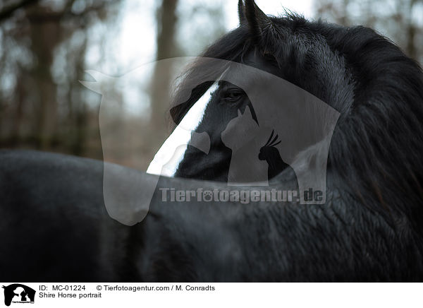 Shire Horse Portrait / Shire Horse portrait / MC-01224