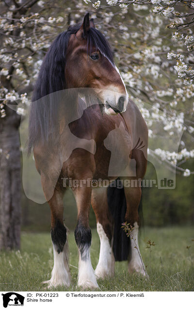 Shire horse / Shire horse / PK-01223