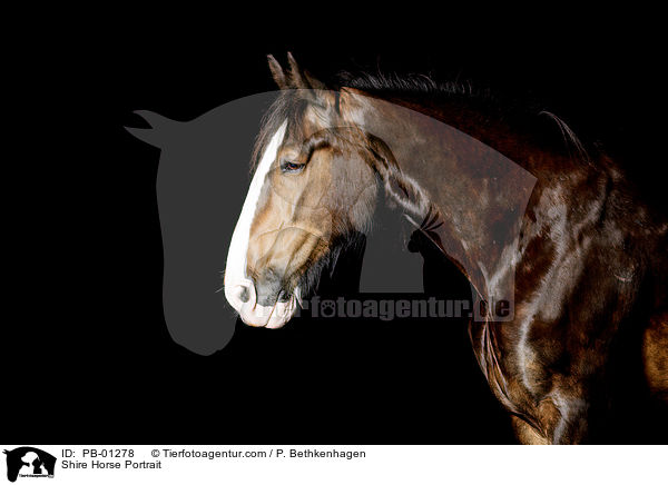 Shire Horse Portrait / PB-01278