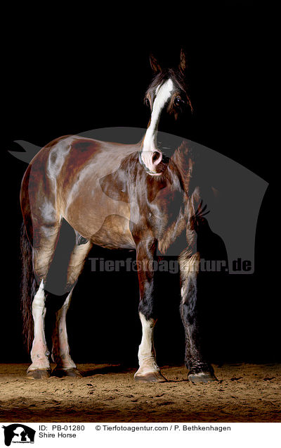 Shire Horse / PB-01280