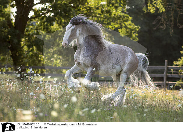 galoppierendes Shire Horse / galloping Shire Horse / MAB-02165