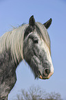 Shire Horse Portrait