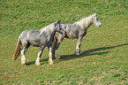 Shire Horses