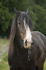 Shire Horse Portrait