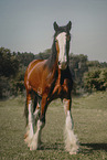 Shire Horse in summer