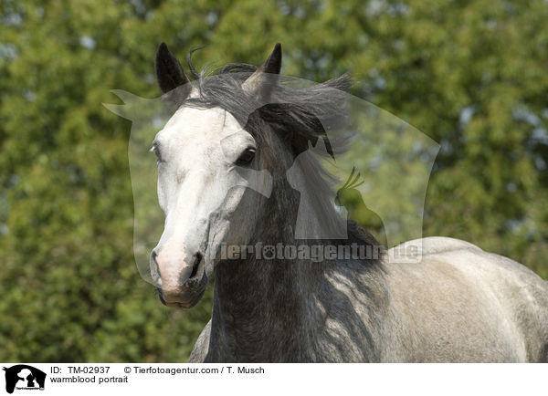 warmblood portrait / TM-02937