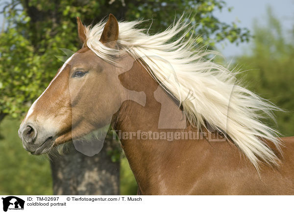 Sddeutsches Kaltblut Portrait / coldblood portrait / TM-02697