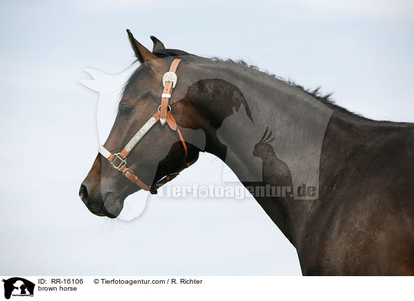 braunes Pferd / brown horse / RR-16106
