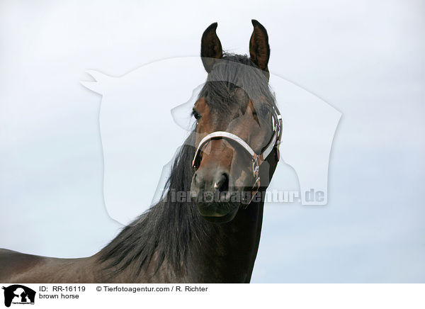 braunes Pferd / brown horse / RR-16119