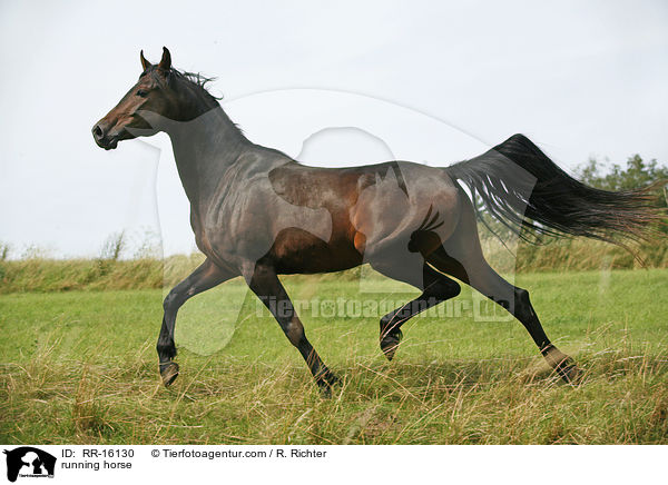 rennender Brauner / running horse / RR-16130