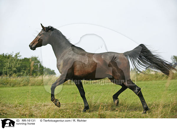 rennender Brauner / running horse / RR-16131