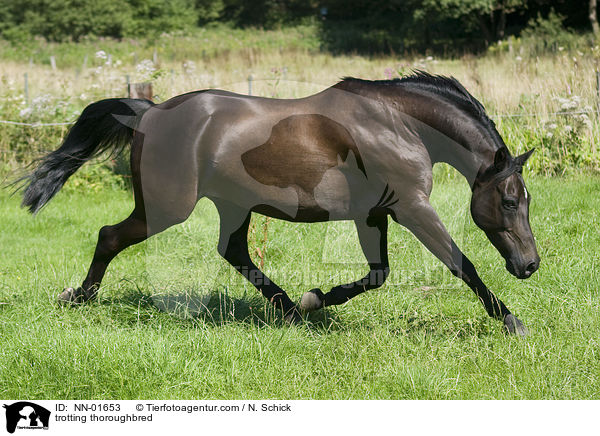 trabendes Vollblut / trotting thoroughbred / NN-01653