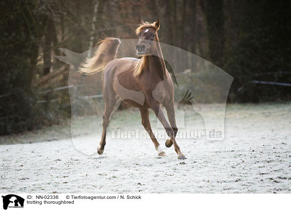trabendes Vollblut / trotting thoroughbred / NN-02336