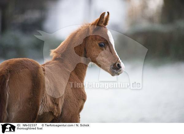 Vollblut Fohlen / thoroughbred foal / NN-02337