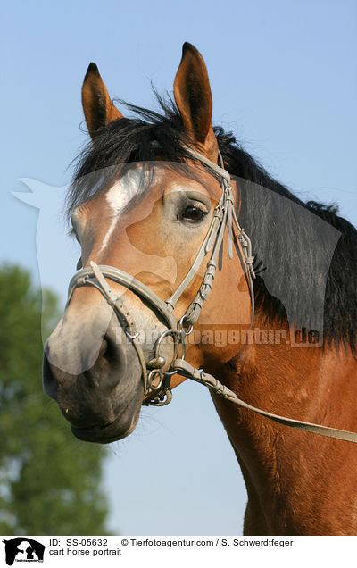 Thringer Kalblut Portrait / cart horse portrait / SS-05632