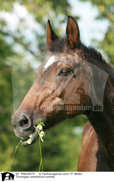 Thuringian warmblood portrait / PM-05573