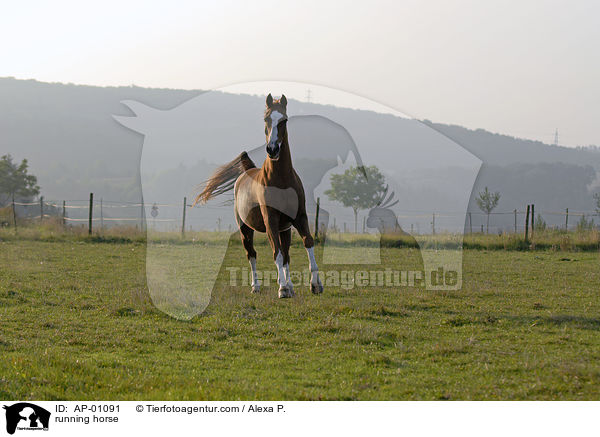 rennender Trakehner / running horse / AP-01091