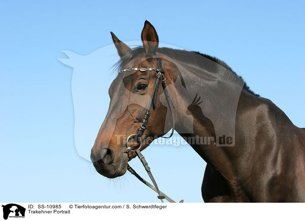 Trakehner Portrait / Trakehner Portrait / SS-10985