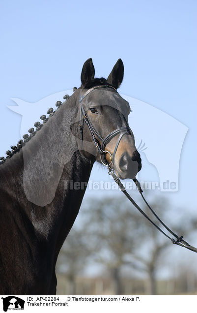 Trakehner Portrait / AP-02284