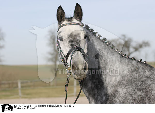 Trakehner Portrait / Trakehner Portrait / AP-02295