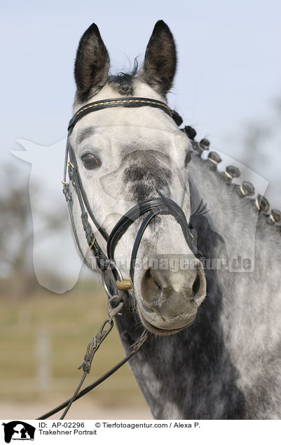 Trakehner Portrait / Trakehner Portrait / AP-02296