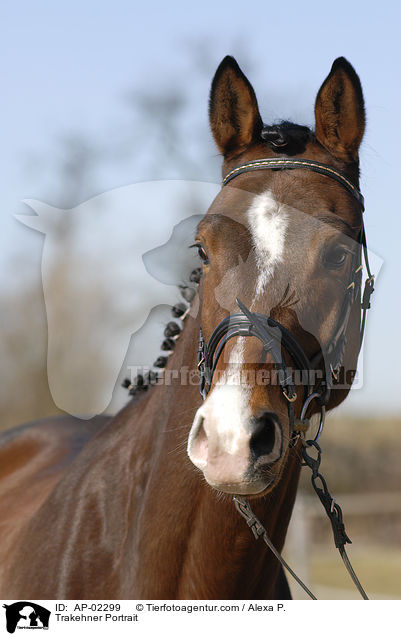 Trakehner Portrait / Trakehner Portrait / AP-02299