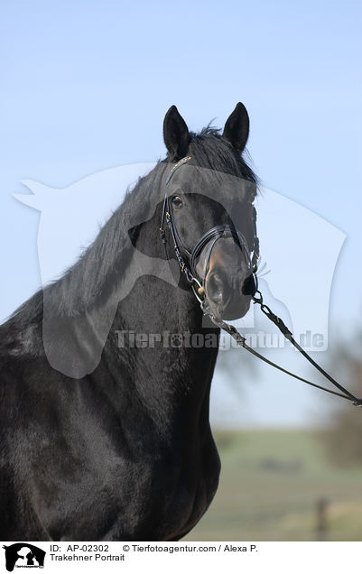 Trakehner Portrait / Trakehner Portrait / AP-02302