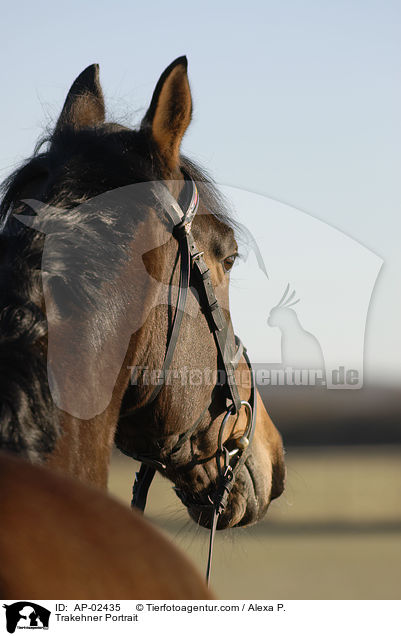 Trakehner Portrait / Trakehner Portrait / AP-02435