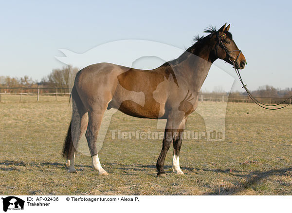 Trakehner / Trakehner / AP-02436