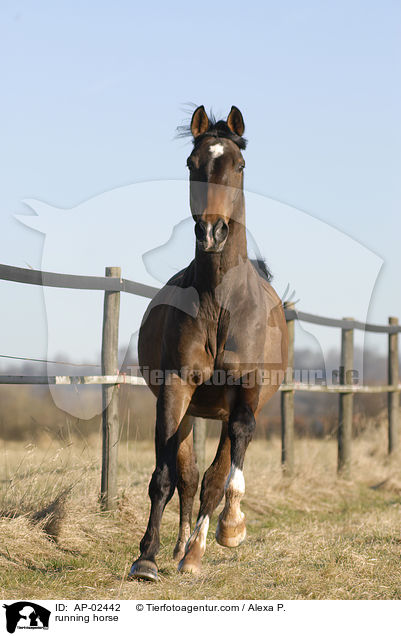 rennender Trakehner / running horse / AP-02442