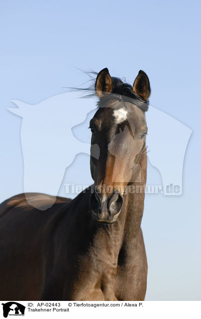 Trakehner Portrait / Trakehner Portrait / AP-02443