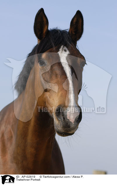 Trakehner Portrait / Trakehner Portrait / AP-02819