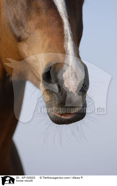 horse mouth / AP-02820