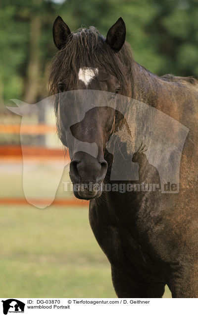 warmblood Portrait / DG-03870