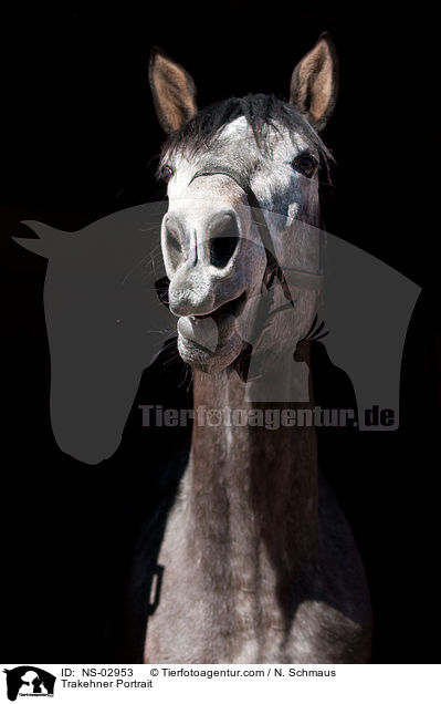 Trakehner Portrait / Trakehner Portrait / NS-02953