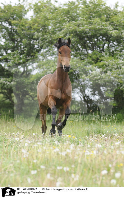 galloping Trakehner / AP-08071