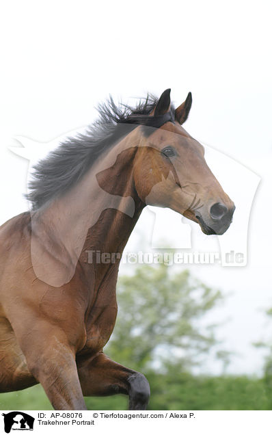 Trakehner Portrait / AP-08076