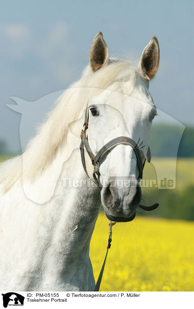 Trakehner Portrait / Trakehner Portrait / PM-05155