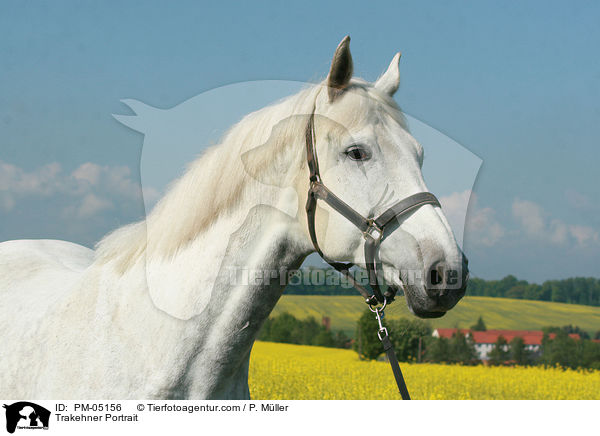 Trakehner Portrait / Trakehner Portrait / PM-05156