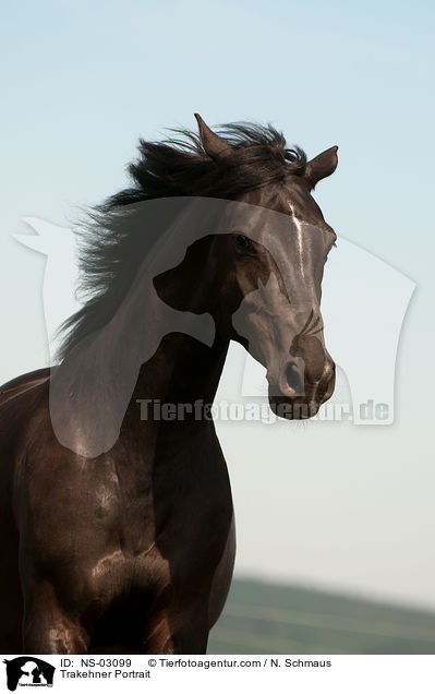 Trakehner Portrait / NS-03099