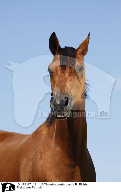 Trakehner Portrait / Trakehner Portrait / RR-37118